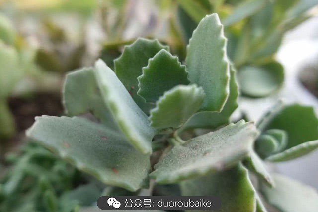 爱生活爱养花花卉绿植养护小知识,爱生活爱养花多肉植物养护小技巧