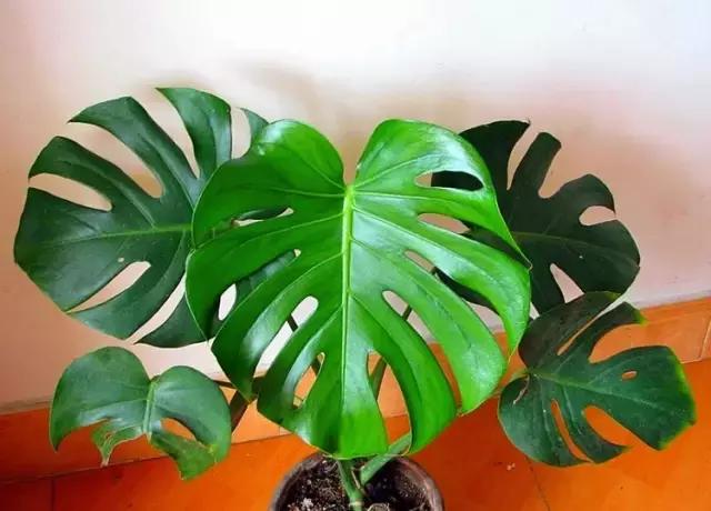 毒花品种大全,耐寒年宵花品种