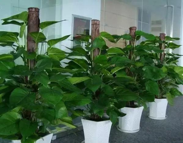 毒花品种大全,耐寒年宵花品种