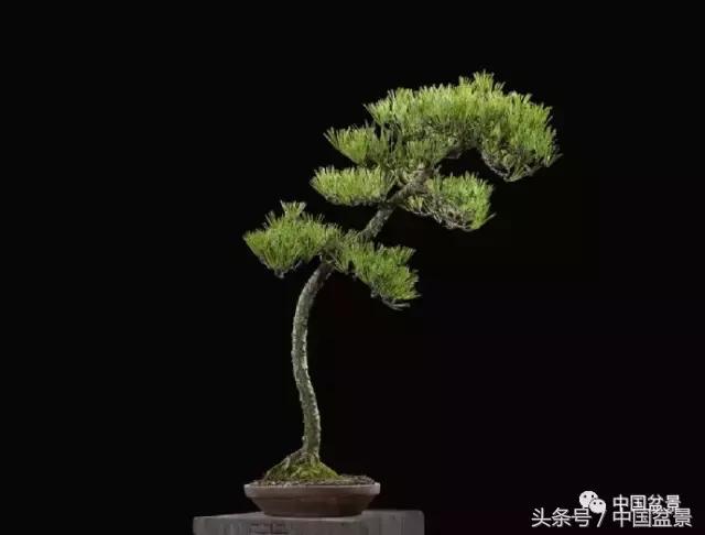 扇面文化与松柏盆景艺术欣赏