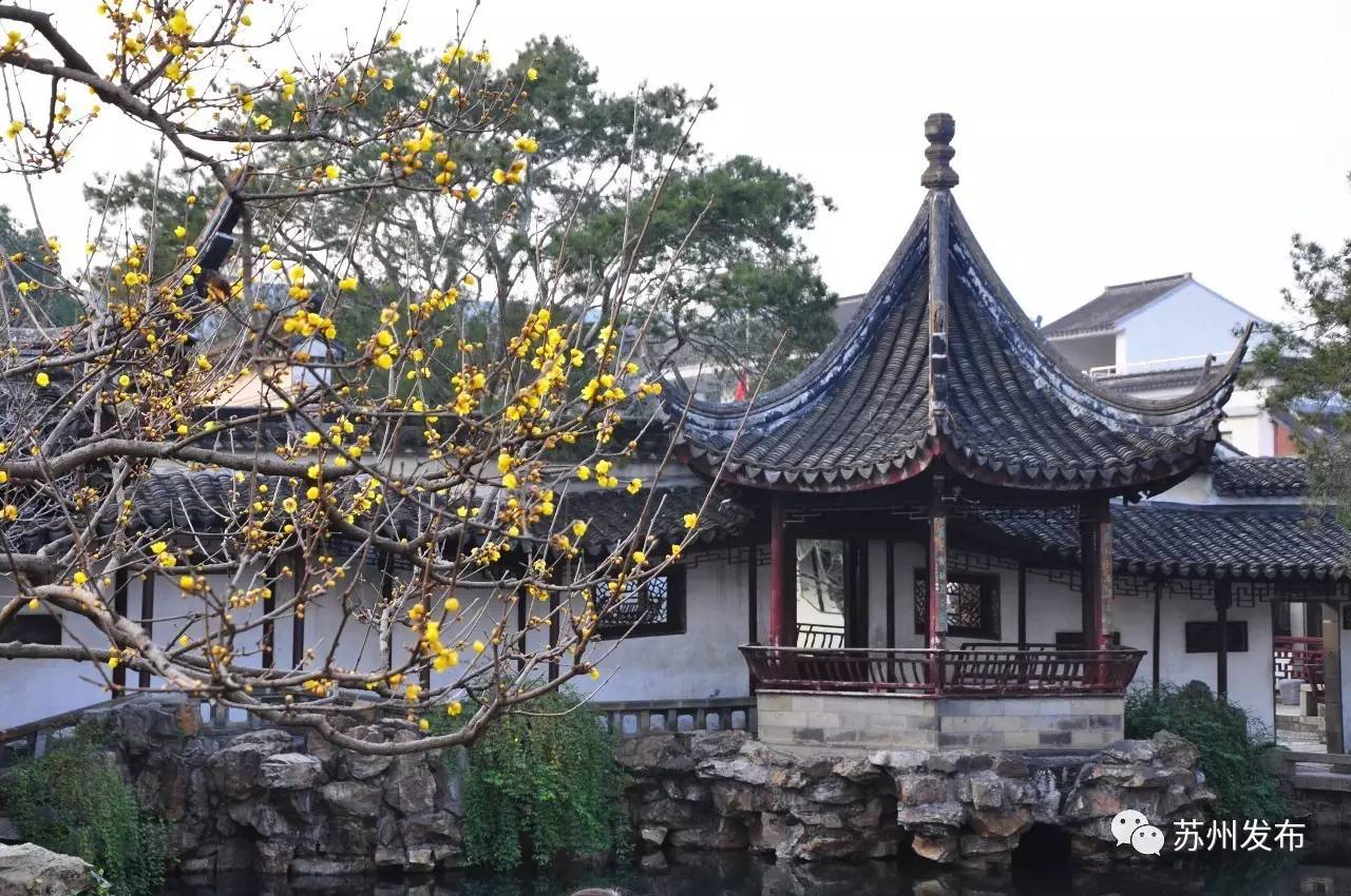 网师园里访腊梅：香密染成宫样黄……