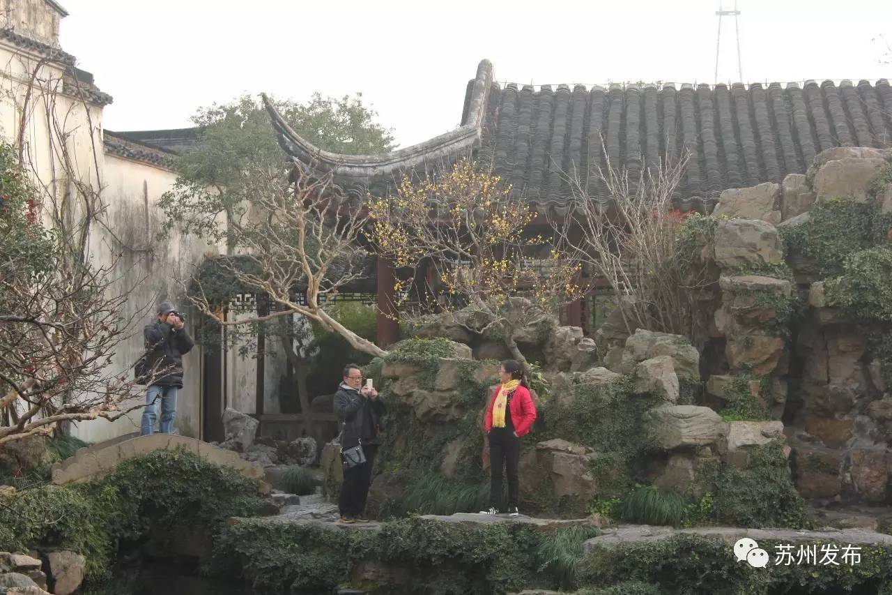 网师园里访腊梅：香密染成宫样黄……