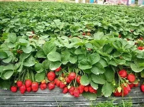 中山南区摘草莓,吐血整顿10城33个市集