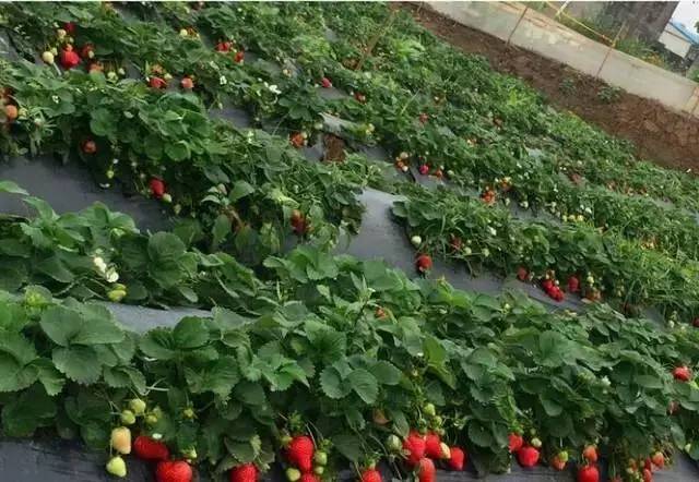 中山南区摘草莓,吐血整顿10城33个市集