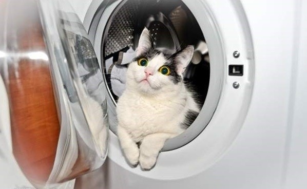 盘点那些真实的喵星人,喵星人真实的图