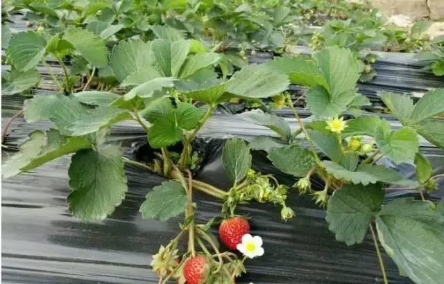 中山南区摘草莓,吐血整顿10城33个市集