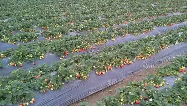 中山南区摘草莓,吐血整顿10城33个市集