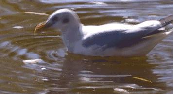 沪昆铁路贵阳到昆明段,沪昆高铁昆明到贵阳