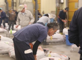 带着24个月小囡十一寸又峡寻密+东京+镰仓伊豆+横渡骏河湾观富士山+附详细交通攻略