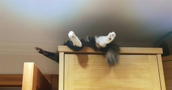 盘点那些真实的喵星人,喵星人真实的图