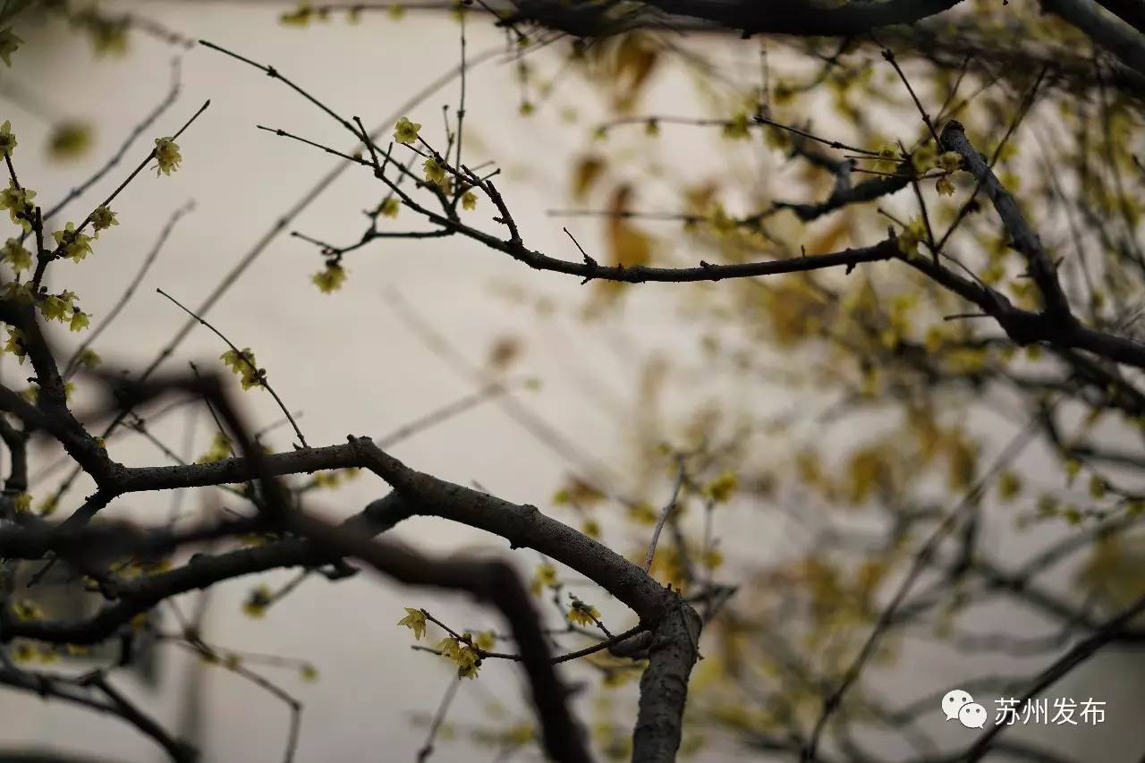 网师园里访腊梅：香密染成宫样黄……