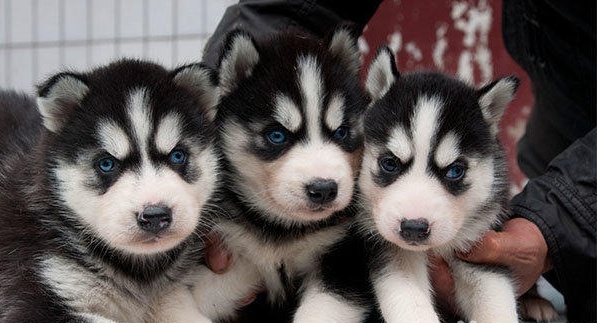 终于相信几十块买到哈士奇了，家中一窝狗崽被奶奶50一只贱卖了