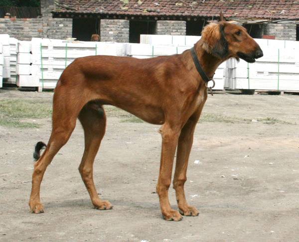 被刷屏的鬼吹灯里长腿狗狗，是濒临灭绝传说中的啸天犬？