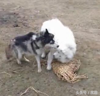 二哈和萨摩耶打闹，萨摩忽然耍流氓，过后二哈却这表现，让人哭笑