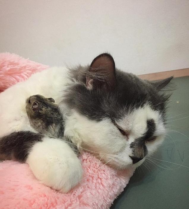 小仓鼠可以和狗猫兔子一起生活吗,可爱的小仓鼠和猫能成好朋友吗