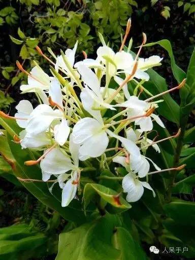 涓浗鍥借姳澶ц祻鍥剧墖,鍥借姳澶ц祻浜氭床鍥剧墖