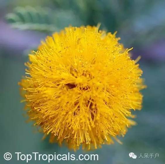 涓浗鍥借姳澶ц祻鍥剧墖,鍥借姳澶ц祻浜氭床鍥剧墖