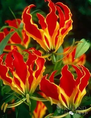 涓浗鍥借姳澶ц祻鍥剧墖,鍥借姳澶ц祻浜氭床鍥剧墖