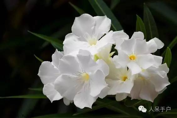 涓浗鍥借姳澶ц祻鍥剧墖,鍥借姳澶ц祻浜氭床鍥剧墖