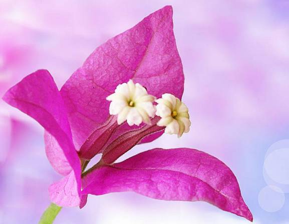 涓浗鍥借姳澶ц祻鍥剧墖,鍥借姳澶ц祻浜氭床鍥剧墖