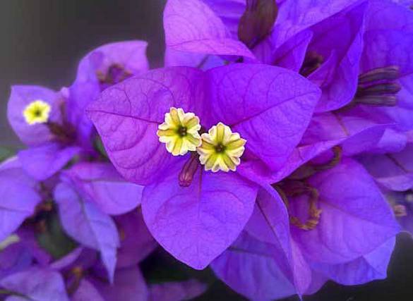 涓浗鍥借姳澶ц祻鍥剧墖,鍥借姳澶ц祻浜氭床鍥剧墖