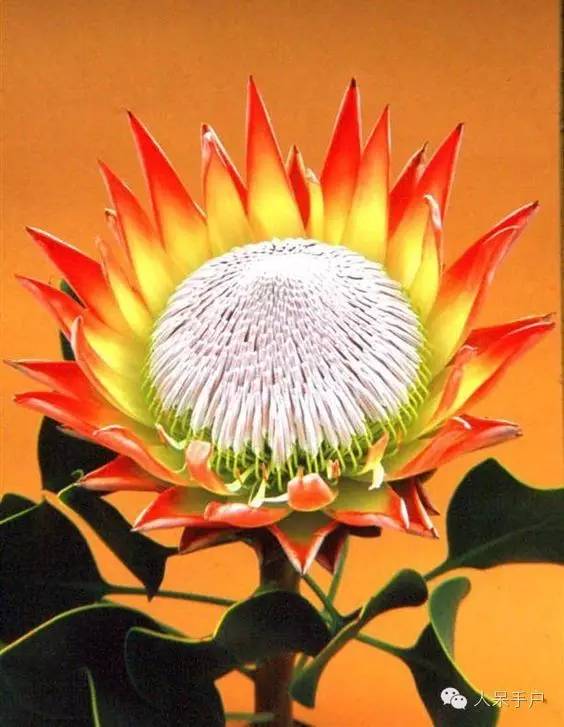 涓浗鍥借姳澶ц祻鍥剧墖,鍥借姳澶ц祻浜氭床鍥剧墖