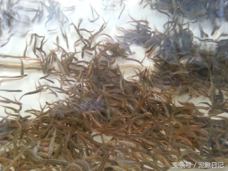 娉ラ硡鍏绘畺鏁堢泭,澶ф娉ラ硡鍏绘畺鏁堢泭