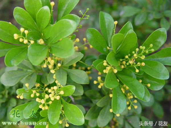 米兰怎么养开花爆盆,香水米兰开花好闻而且好养