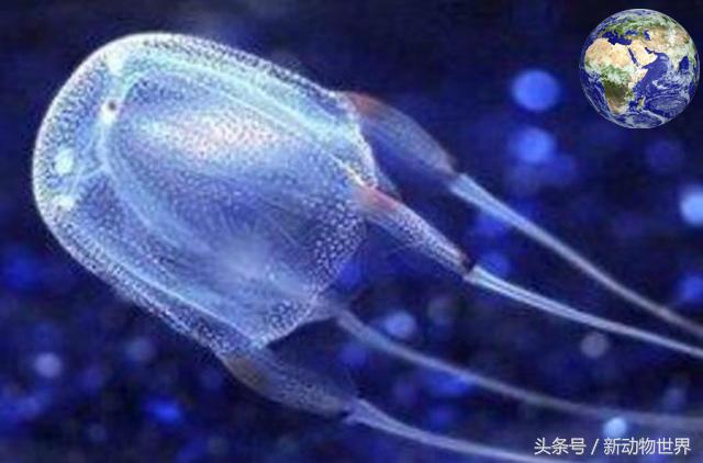 世界上最致命的8个毒动物,世界上最毒的动物在一起会怎么样