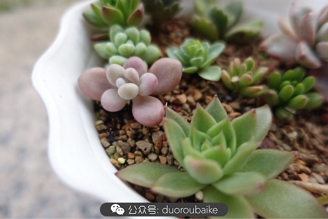 爱生活爱养花花卉绿植养护小知识,爱生活爱养花多肉植物养护小技巧