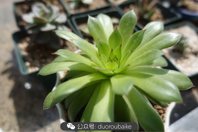 爱生活爱养花花卉绿植养护小知识,爱生活爱养花多肉植物养护小技巧