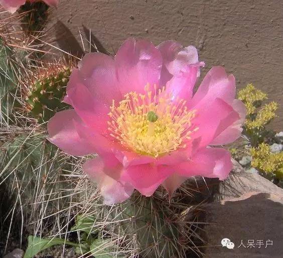 涓浗鍥借姳澶ц祻鍥剧墖,鍥借姳澶ц祻浜氭床鍥剧墖