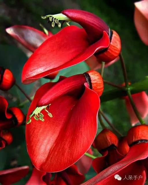 涓浗鍥借姳澶ц祻鍥剧墖,鍥借姳澶ц祻浜氭床鍥剧墖