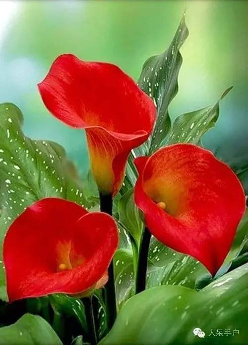 涓浗鍥借姳澶ц祻鍥剧墖,鍥借姳澶ц祻浜氭床鍥剧墖