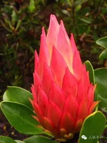 涓浗鍥借姳澶ц祻鍥剧墖,鍥借姳澶ц祻浜氭床鍥剧墖