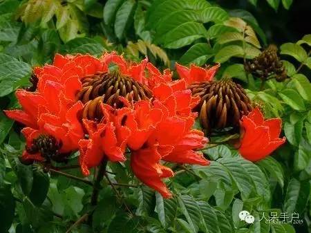 涓浗鍥借姳澶ц祻鍥剧墖,鍥借姳澶ц祻浜氭床鍥剧墖