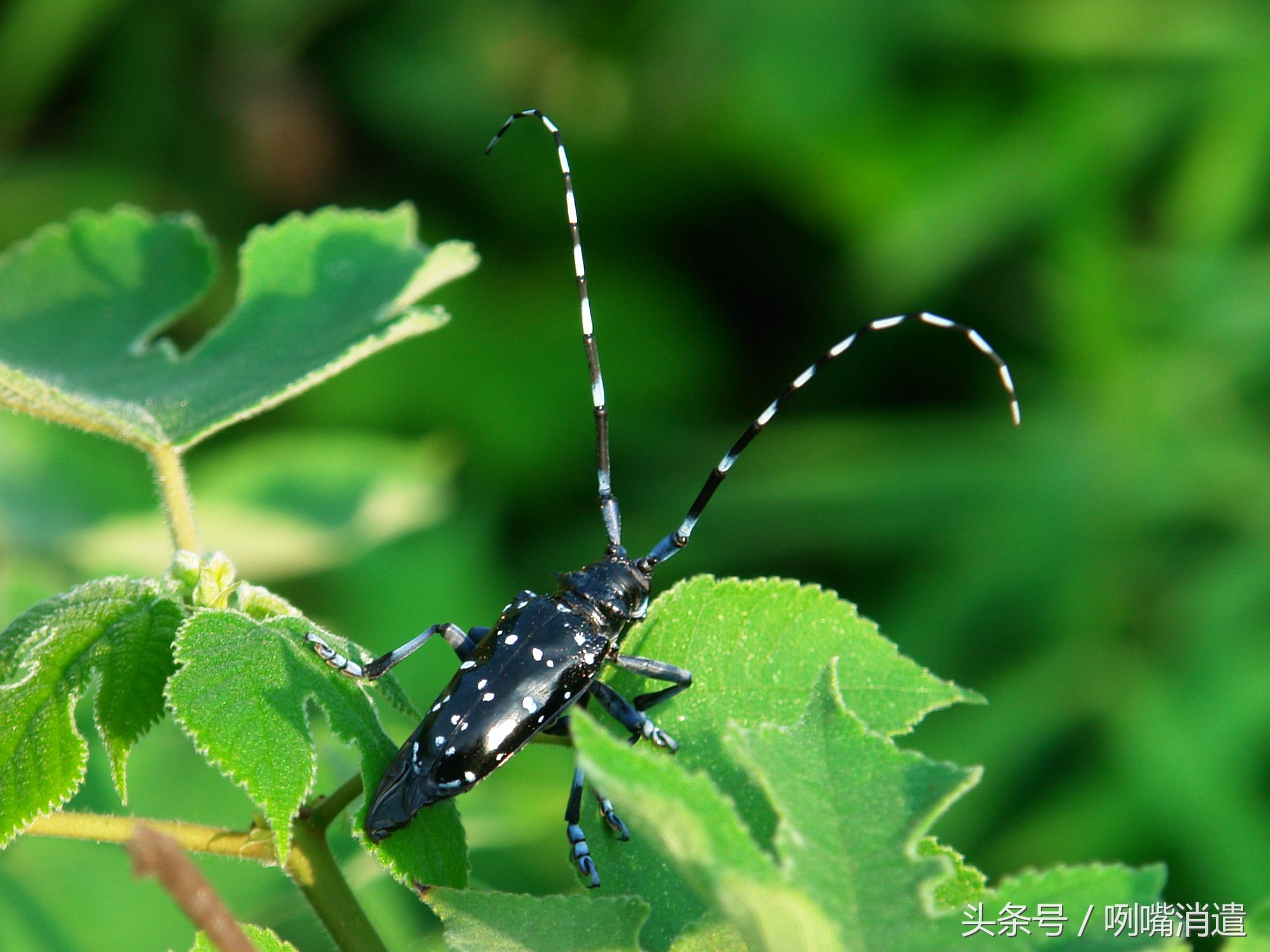 天牛还叫什么,天牛俗称叫什么