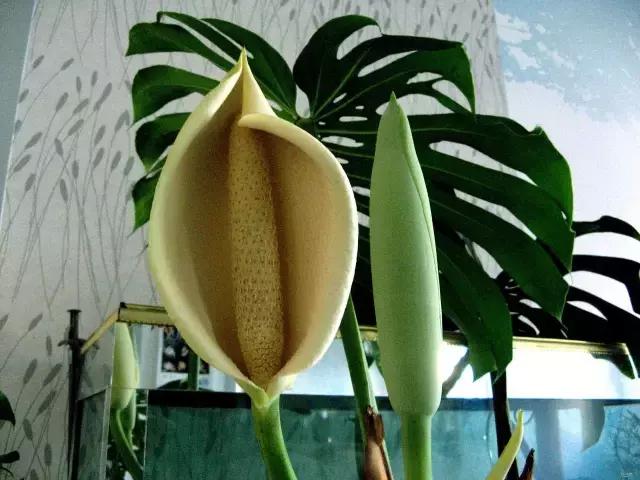 毒花品种大全,耐寒年宵花品种