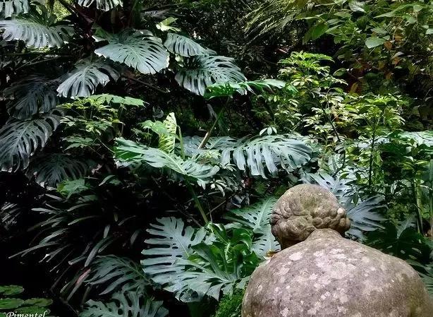 毒花品种大全,耐寒年宵花品种