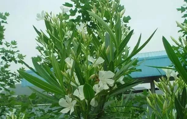 毒花品种大全,耐寒年宵花品种