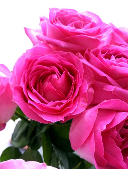 锤子M1评测,锤子m1最新评测