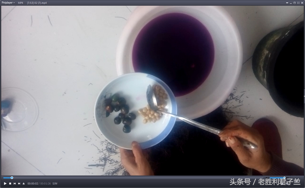 跟我学养君子兰系列短片（君子兰育种的全过程）