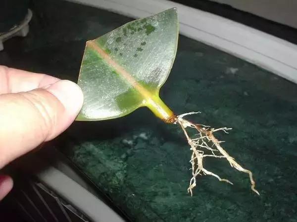 毒花品种大全,耐寒年宵花品种