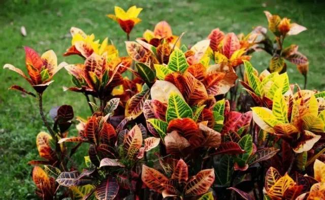 毒花品种大全,耐寒年宵花品种