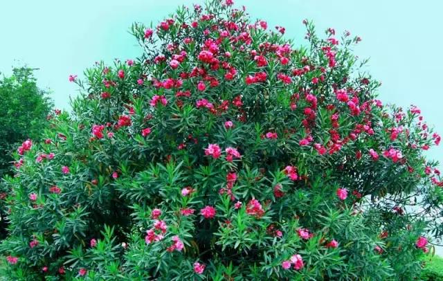 毒花品种大全,耐寒年宵花品种