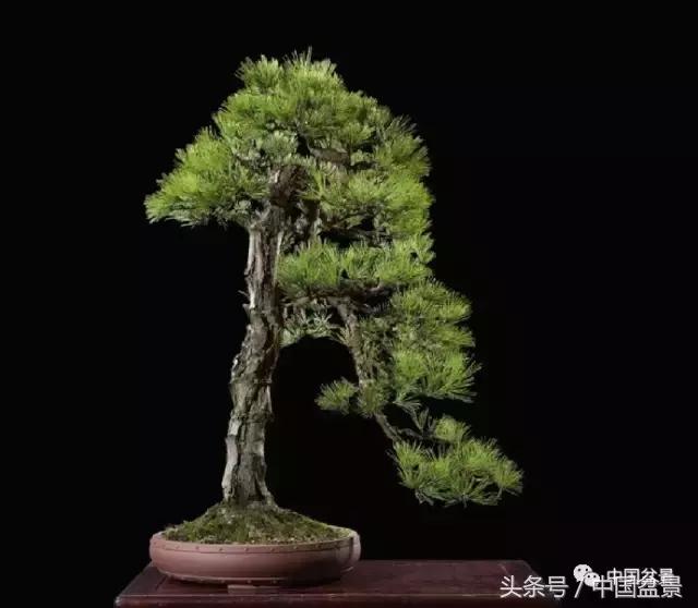 扇面文化与松柏盆景艺术欣赏