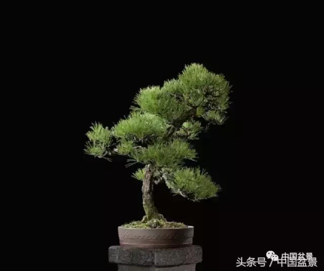 扇面文化与松柏盆景艺术欣赏