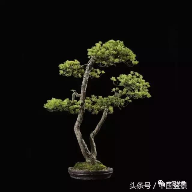 扇面文化与松柏盆景艺术欣赏