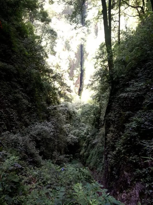 钟馗为什么没有天师之列,钟馗为什么是万鬼之王