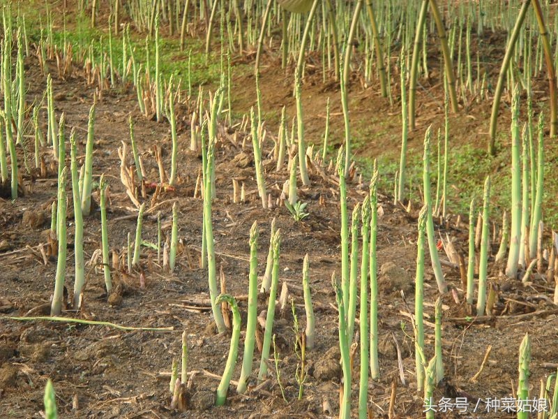 种植两年的芦笋该怎么栽培与采收,家庭种植芦笋的详细方法请收藏